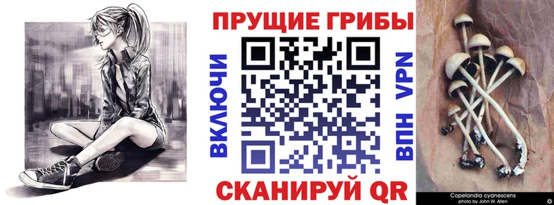 Псилоцибиновые грибы прущие грибы  где купить   Великий Новгород 